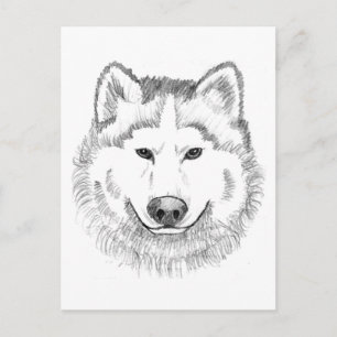 Carte Postale Croquis de tête de loup