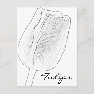 Carte Postale Croquis de tulipe