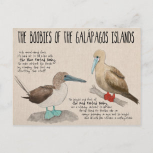 Carte postale Croquis de voyage : Oiseaux des Gala