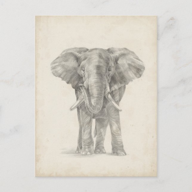 Carte Postale Croquis éléphant (Devant)