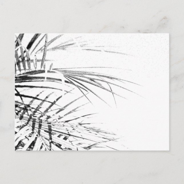 Carte Postale Croquis minimalisme Feuille Palm Tree (Devant)