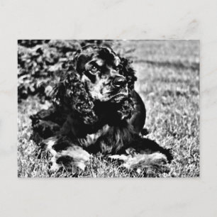 Carte Postale Croquis noir et blanc d'un Cocker Spaniel