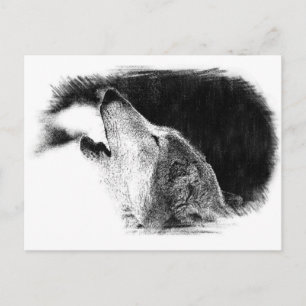 Carte Postale Croquis noir et blanc Loup gris