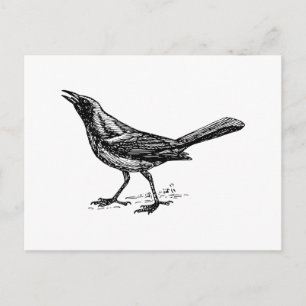 Carte Postale Croquis Vintage Gracker Bird
