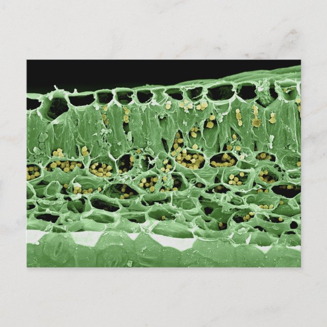 Carte Postale Cross Section of Leaf (Devant)