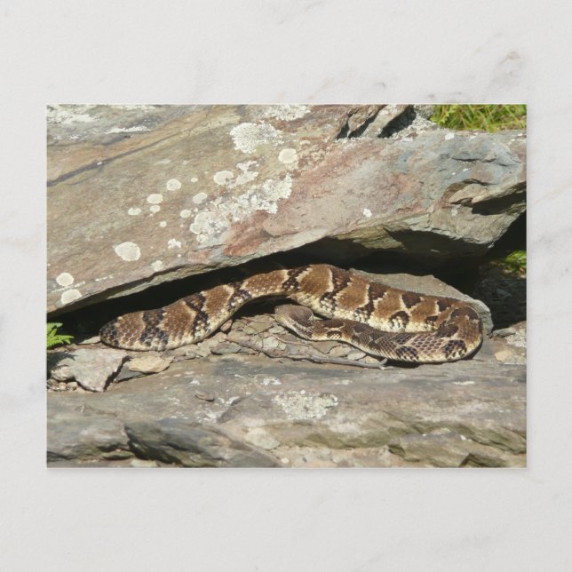Carte Postale Crotale à Shenandoah National Park (Devant)