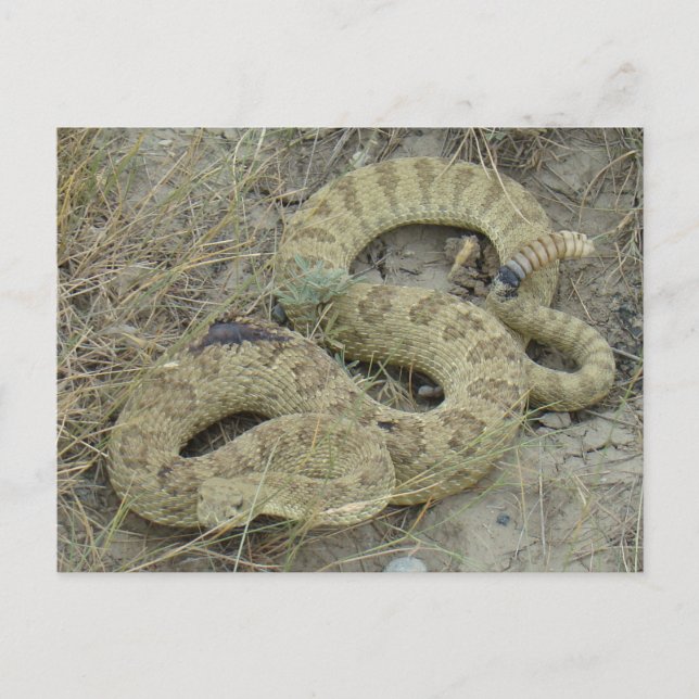 Carte Postale Crotale des prairies R20 Blessé (Devant)