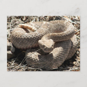 Carte Postale Crotale Diamondback de l'Arizona