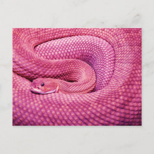 Carte Postale Crotale rose Basilisk