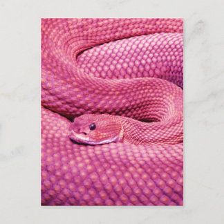 Carte Postale Crotale rose Basilisk