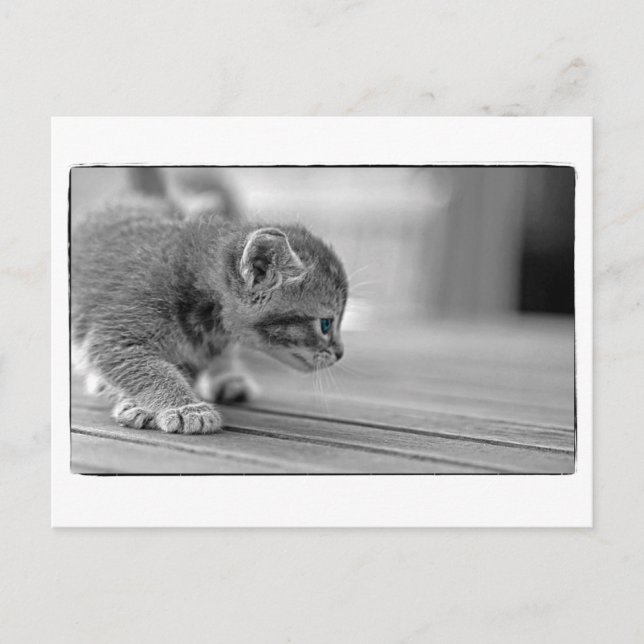 Carte Postale Crouching Kitten (Devant)