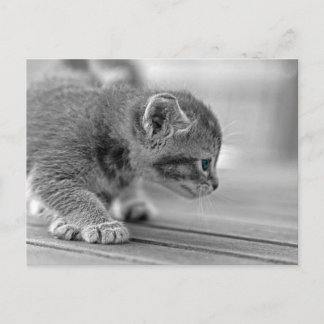 Carte Postale Crouching Kitten