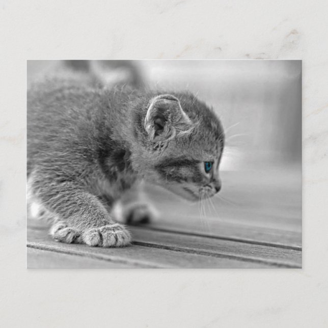 Carte Postale Crouching Kitten (Devant)