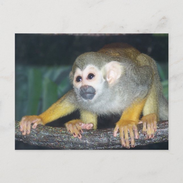 Carte Postale Croupe de singe écureuil (Devant)