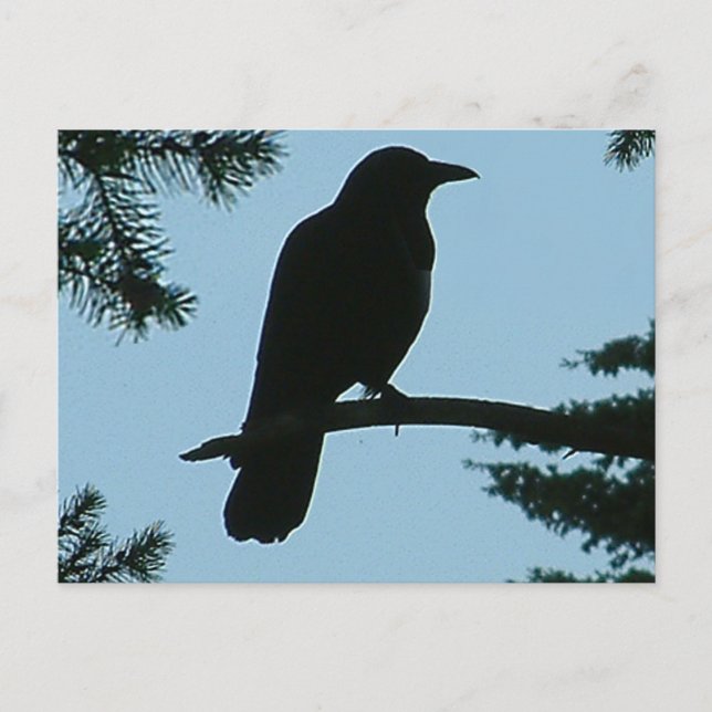 Carte Postale Crow assis dans l'arbre (Devant)