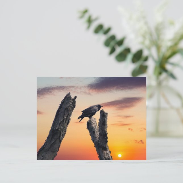 Carte Postale Crow au lever du soleil (Debout devant)