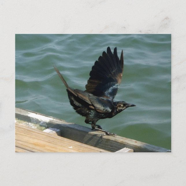 Carte Postale Crow personnalisable (Devant)