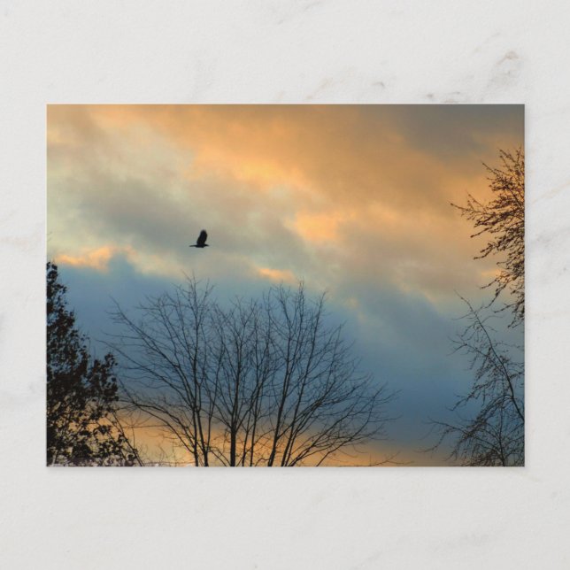 Carte Postale Crow sur un ciel pastel (Devant)