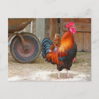 Carte Postale Crowing Red Rooster de Rhode Island