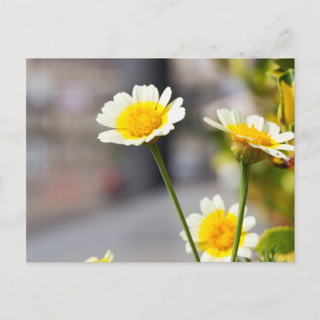 Carte Postale Crown Daisy (Devant)