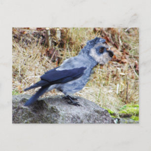 Carte Postale Crowschnauzer