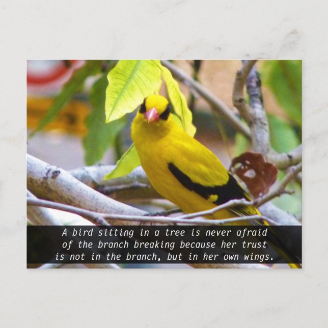 Carte Postale Croyez en vous-même, Oiseau Jaune Perché sur une B (Devant)