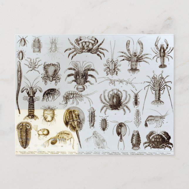 Carte Postale Crustacea et Arachnida (Devant)