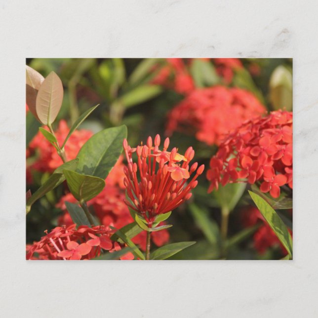 Carte Postale Cruz de Marta (Devant)