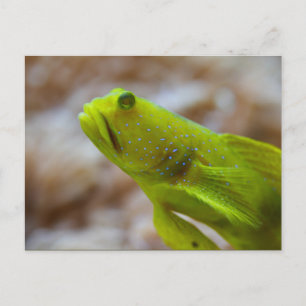 Carte Postale Cryptocentrus cinctus