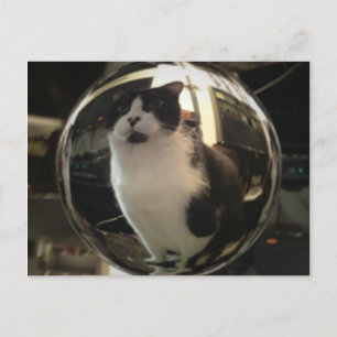 Carte Postale Crystal Cat