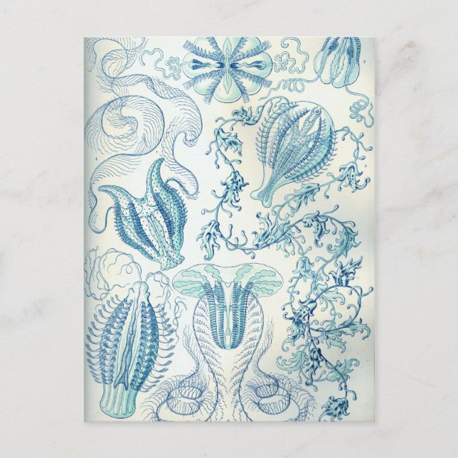Carte Postale Ctenophore (Devant)