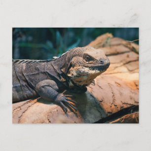 Carte Postale Ctenosaura melanosterna