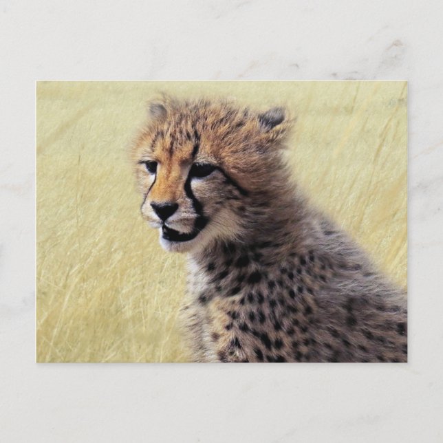 Carte Postale Cube bébé Cheetah Cub (Devant)