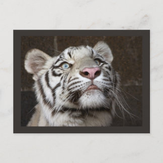 Carte Postale Cube blanche en tigre