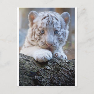 Carte Postale Cube De Tigre Blanche Lait Paw Bon