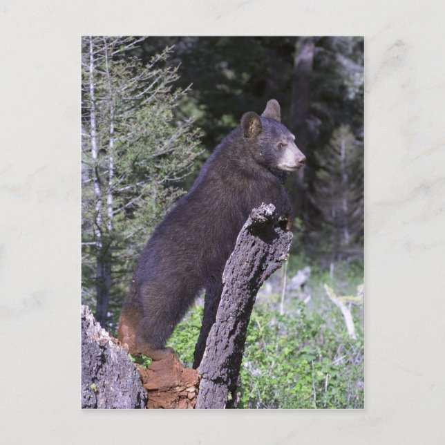 Carte Postale Cube d'ours noir (Devant)