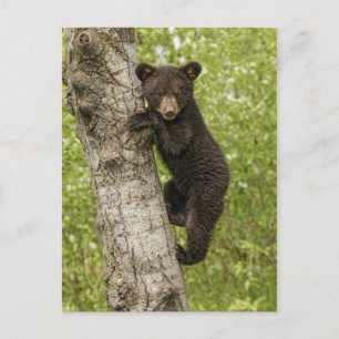 Carte Postale Cube d'ours noir dans l'arbre