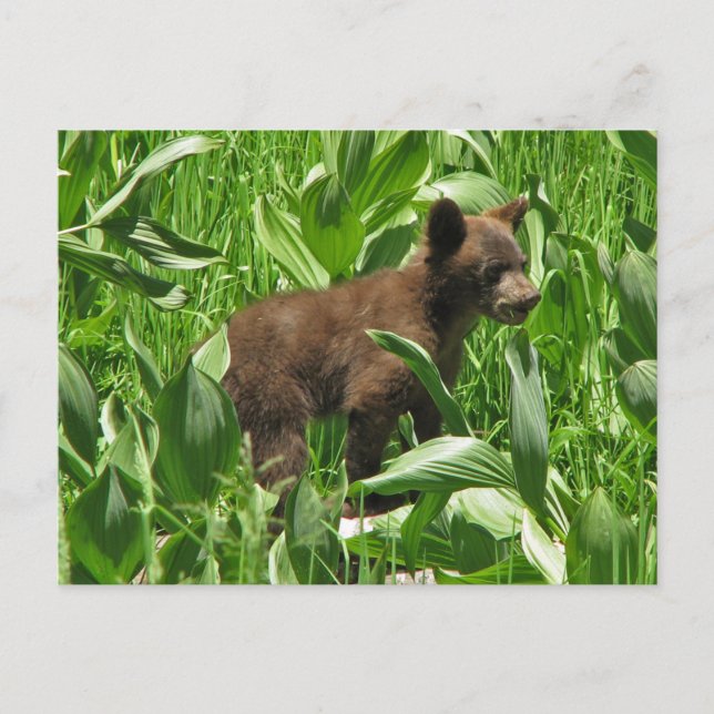 Carte Postale Cube d'ours noir de couleur Brown, Yosemite (Devant)