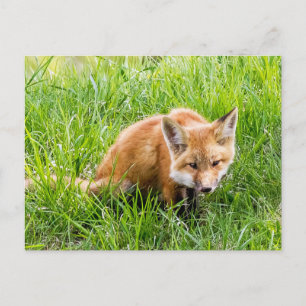 Carte Postale Cube Fox