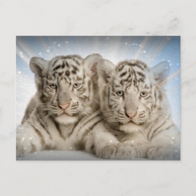 Carte Postale Cubes blancs de tigre (Devant)