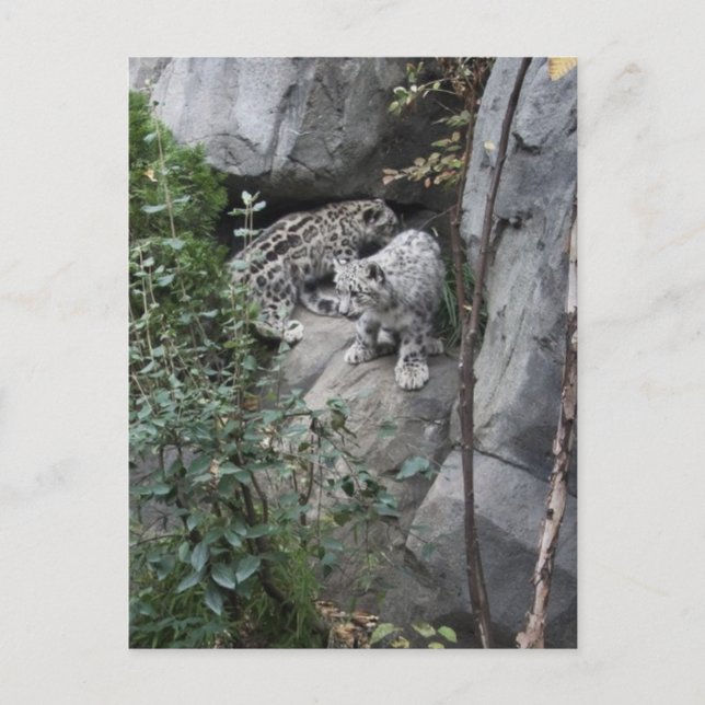 Carte Postale Cubes de léopard des neiges sur une haie (Devant)