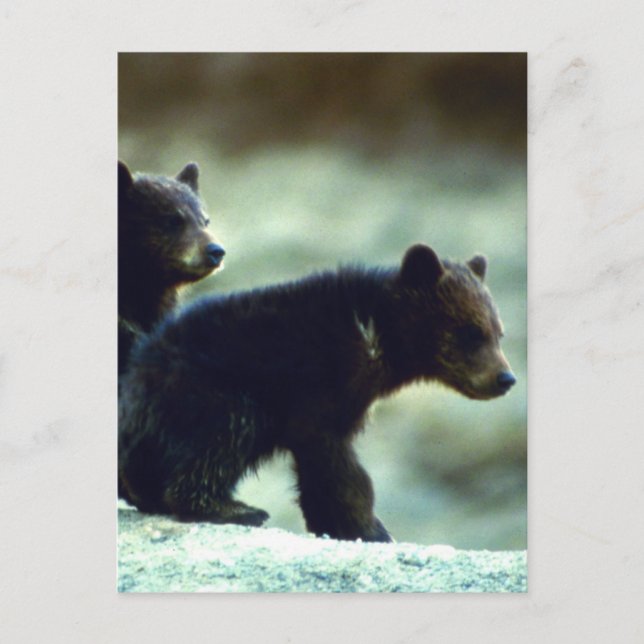Carte Postale Cubes de l'ours noir (Devant)