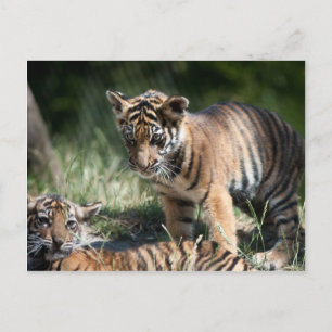 Carte Postale Cubes de tigre