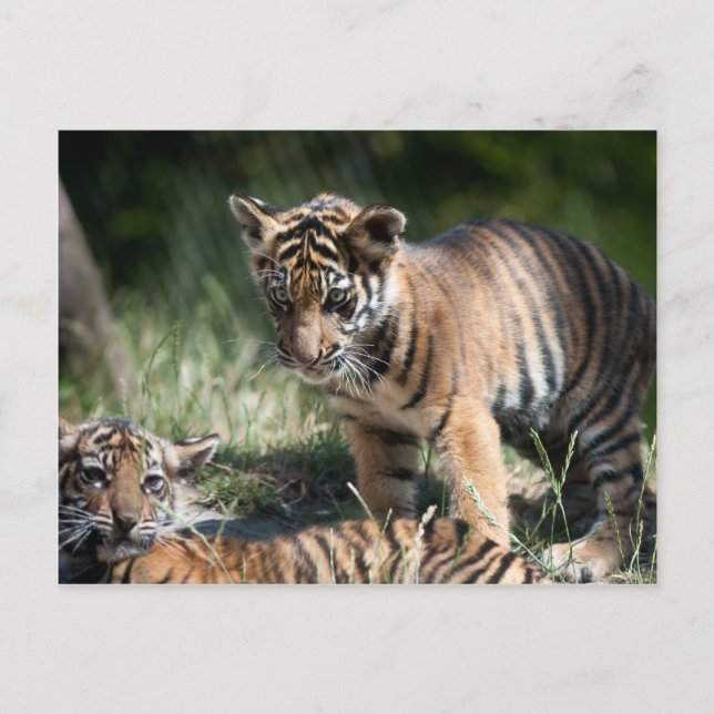 Carte Postale Cubes de tigre (Devant)