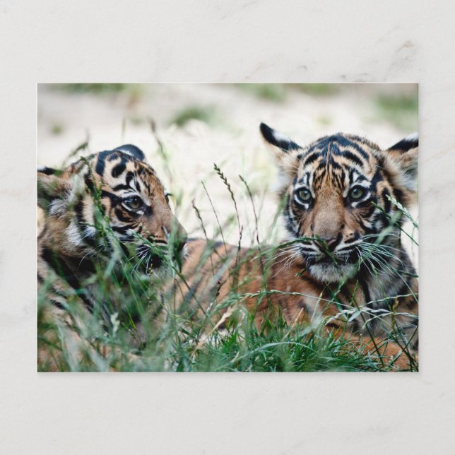 Carte Postale Cubes de tigre (Devant)