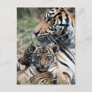 Carte Postale Cubes de tigre