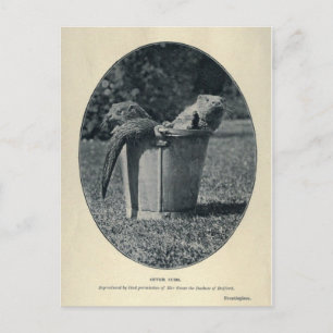 Carte Postale Cubes Otter