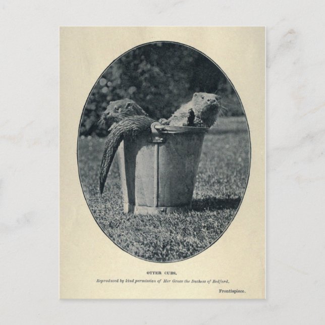 Carte Postale Cubes Otter (Devant)