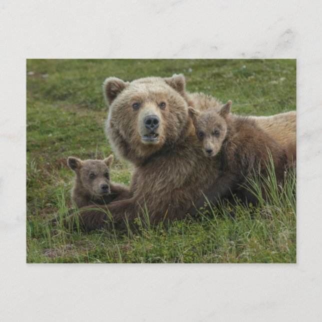 Carte Postale Cubs d'ours Brown se léchant avec leur mère (Devant)