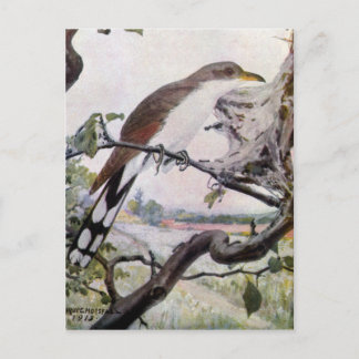 Carte Postale Cuckoo à bec jaune et chenilles